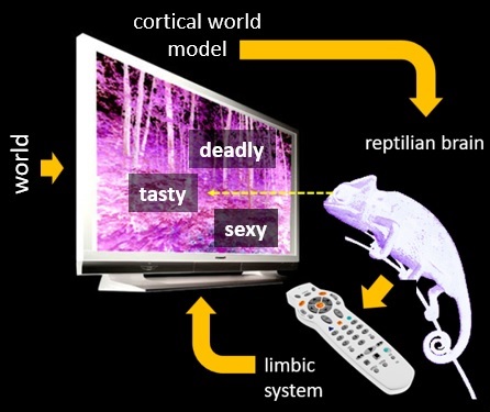 tongue-in-cheek limbo-thalamocortical loop